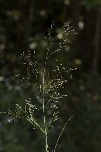 Agrostis perennans #32